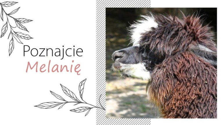 alpaka melania, al pakino, hakuna alpaka
