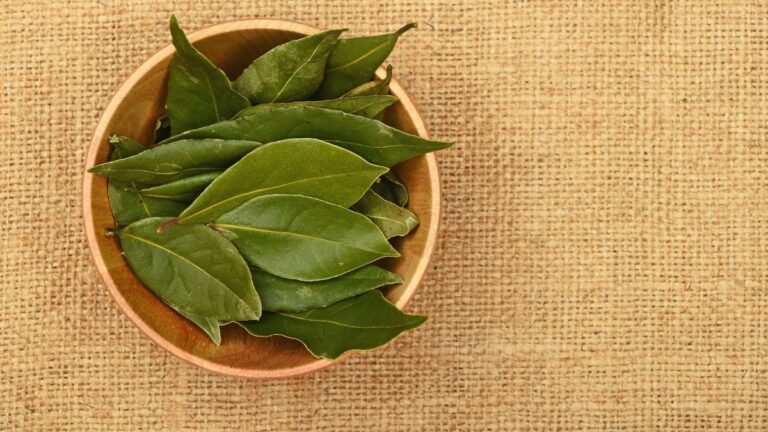 liśc laurowy na włosy, liść laurowy do włosów