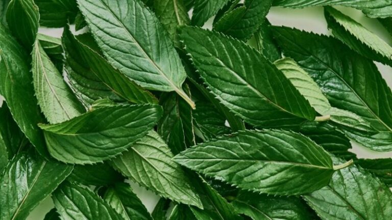 mięta, mięt pieprzowa, liście mięty