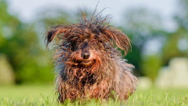 bad hair day, zły dzień włosów