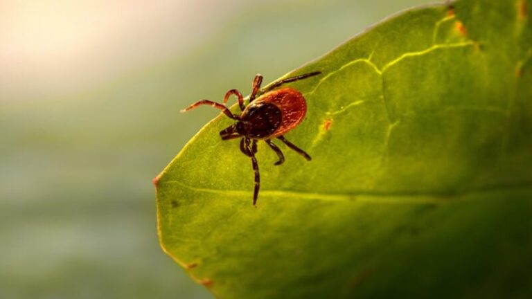 kleszcz na liściu
