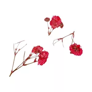 Peggy Sage, suszone kwiaty do dekoracji Red Branches, ref. 898501