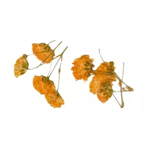 Peggy Sage, suszone kwiaty do dekoracji Orange Branches, ref. 898505
