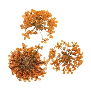 Peggy Sage, suszone kwiaty do dekoracji Orange Bouquet, ref. 898504