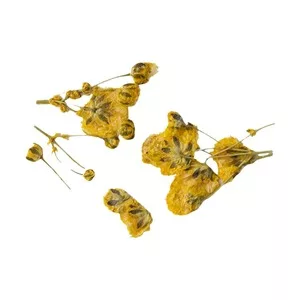 Peggy Sage, suszone kwiaty do dekoracji Yellow Branches, ref. 898503
