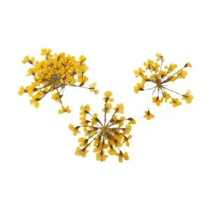Peggy Sage, suszone kwiaty do dekoracji Yellow Bouquet, ref. 898502