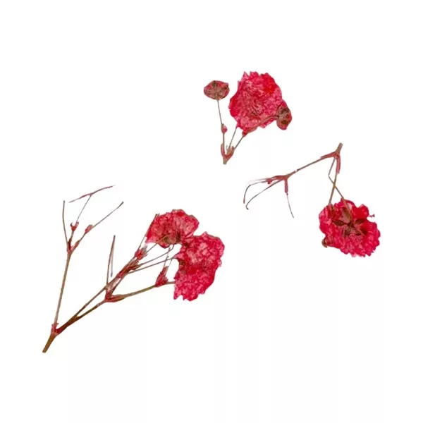 Peggy Sage, suszone kwiaty do dekoracji Red Branches, ref. 898501