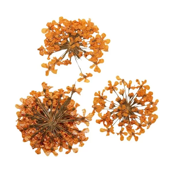 Peggy Sage, suszone kwiaty do dekoracji Orange Bouquet, ref. 898504