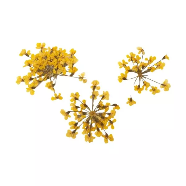 Peggy Sage, suszone kwiaty do dekoracji Yellow Bouquet, ref. 898502